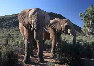 aquila-game-reserve-elephants